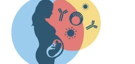 Vector image of the silhouette of a pregnant women facing graphics illustrating parts of the immune system